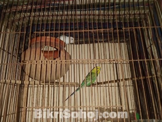 বারজিগার পাখি